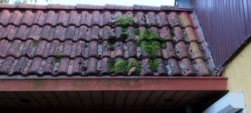 roof moss removal